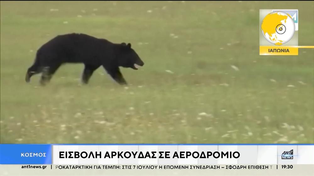 Ιαπωνία: Εισβολή αρκούδας σε αεροδρόμιο - Ακυρώθηκαν 12 πτήσεις