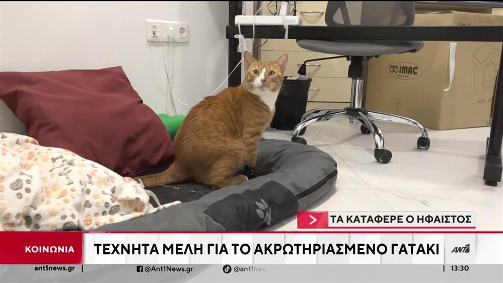 Θεσσαλονίκη: Με 3 πρόσθετα μέλη ο γάτος που βρέθηκε ακρωτηριασμένος