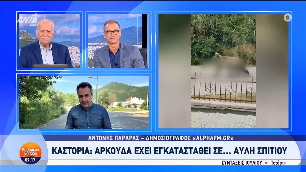 Καστοριά: Αρκούδα έχει εγκατασταθεί σε... αυλή σπιτιού - Καλημέρα Ελλάδα - 18/06/2025